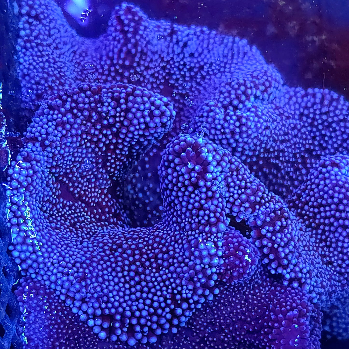 Purple Blue Haddoni Carpet Anemone