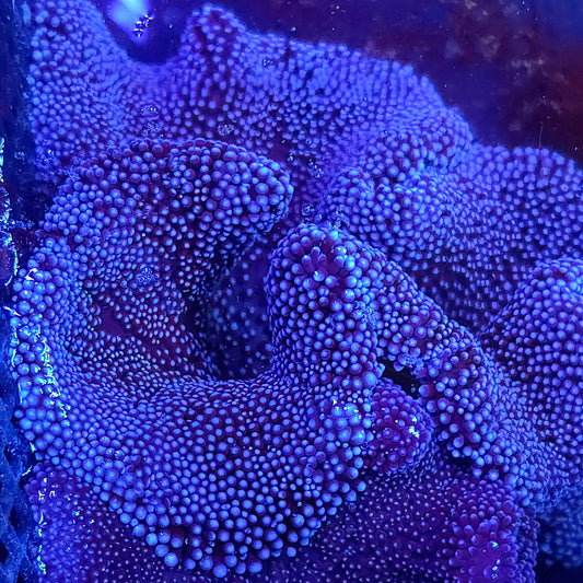 Purple Blue Haddoni Carpet Anemone