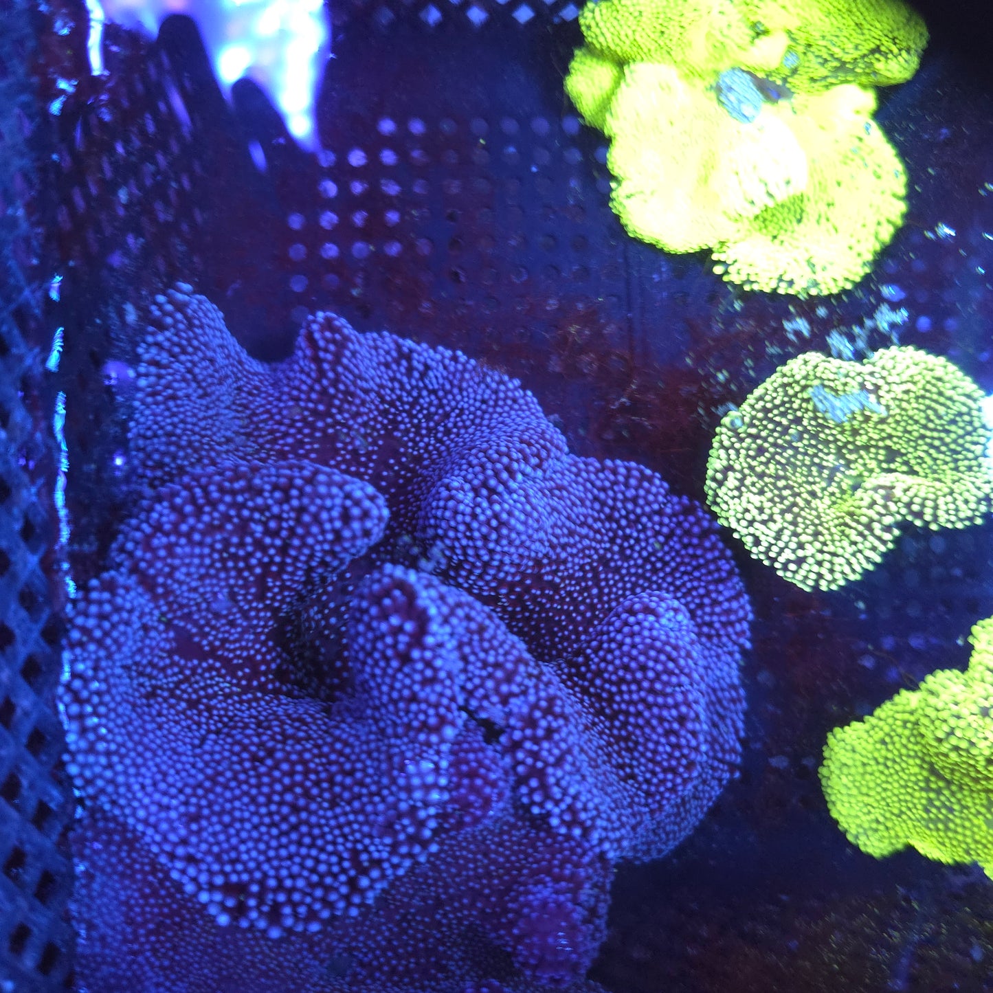 Purple Blue Haddoni Carpet Anemone