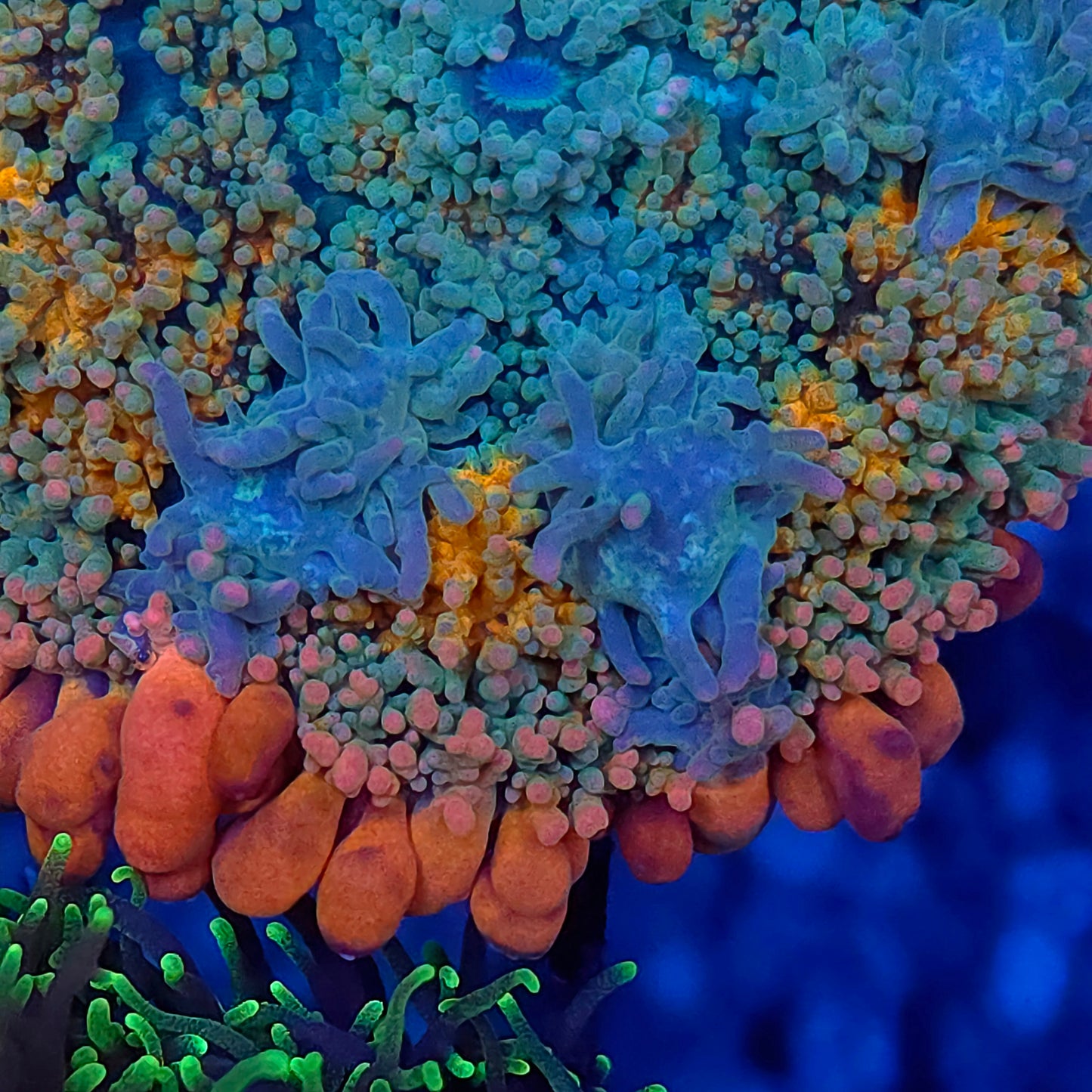 OMFG Bounce Rainbow Frank Mushroom (Video in pics)