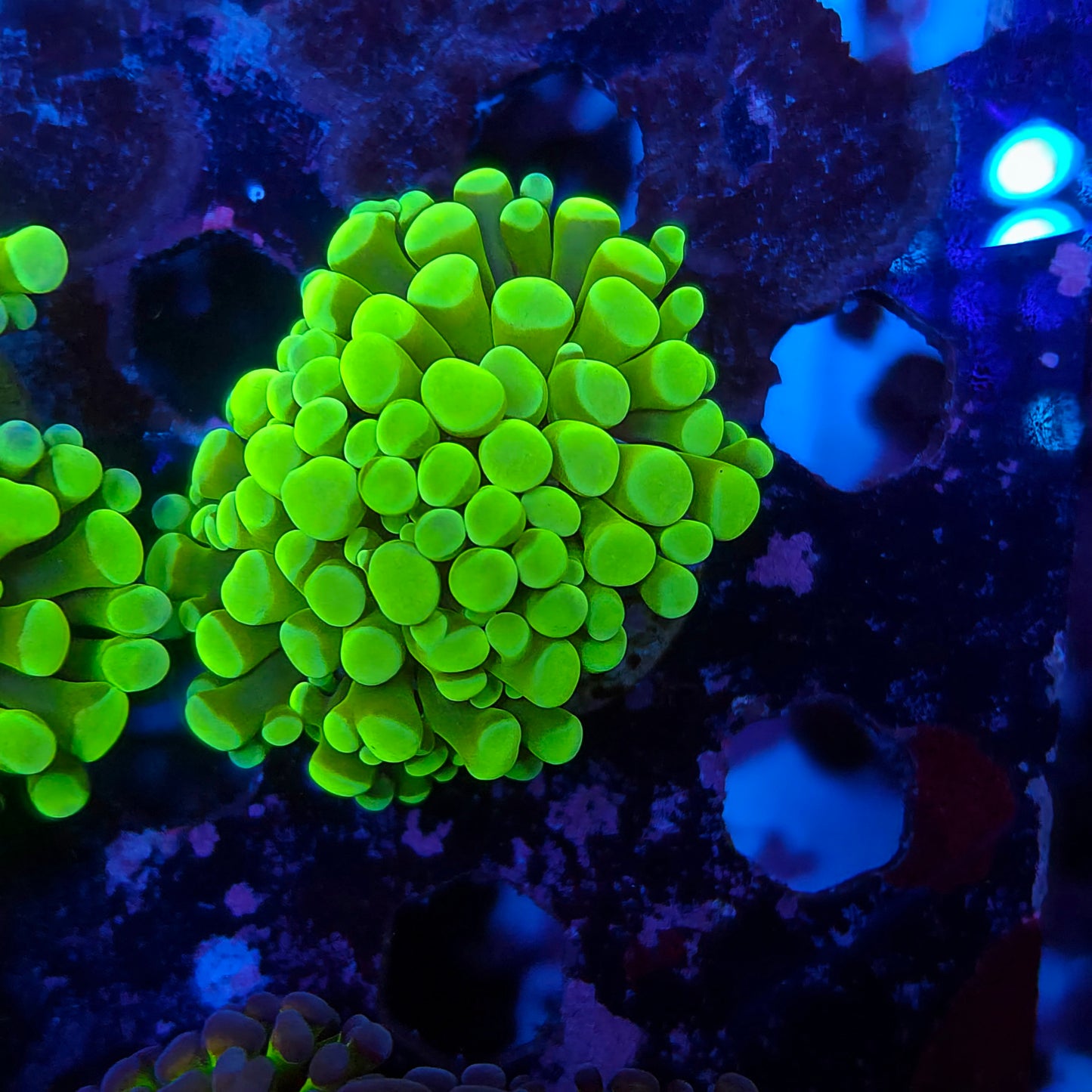 Bright Neon Green Hammer Splitting (Video in pics)