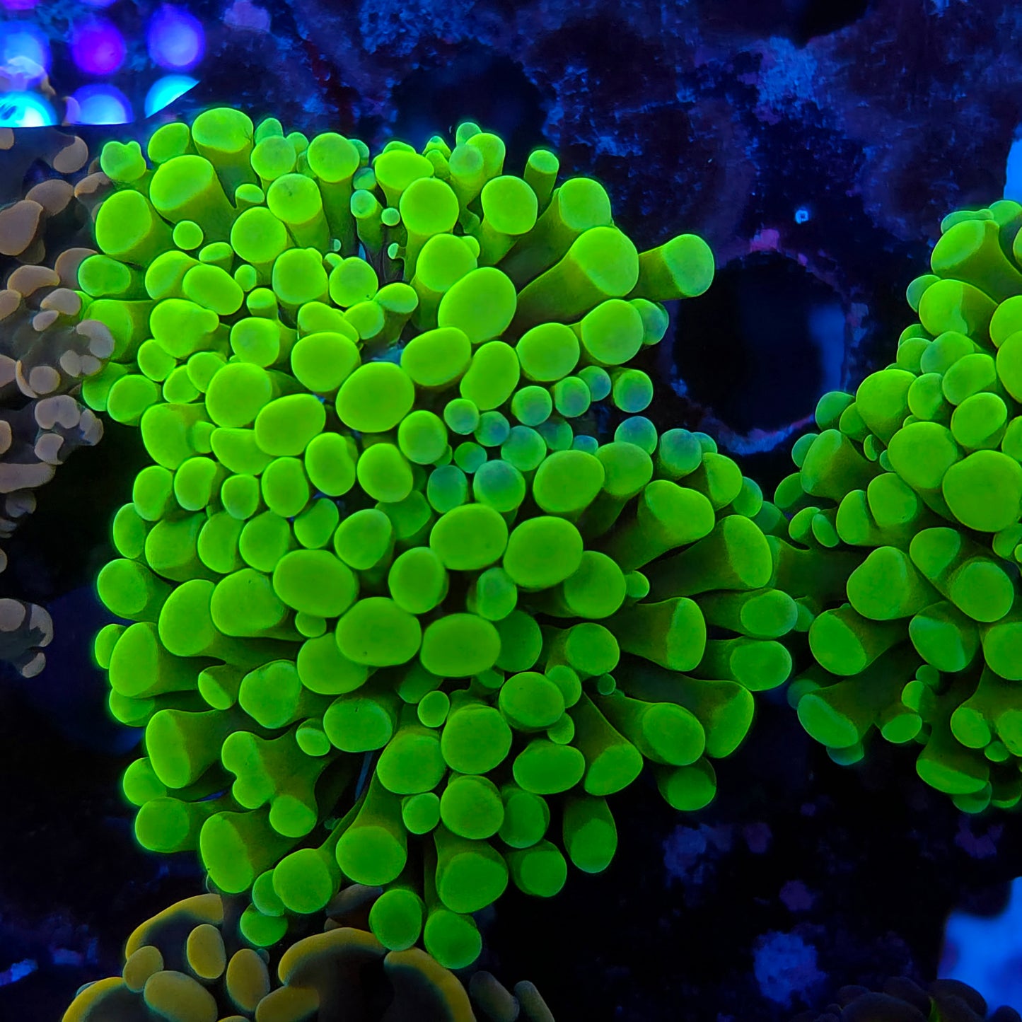 Bright Neon Green Hammer Double (Video in pics)