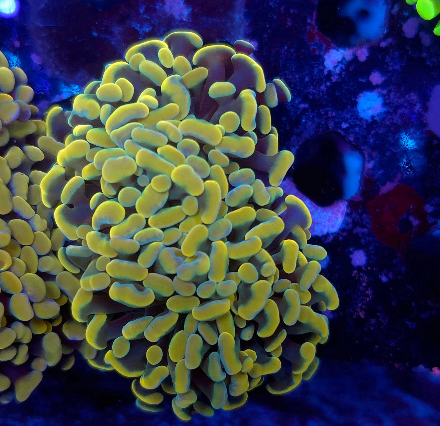 Bright Ultra Gold Hammer Mini Colony (Video in pics)
