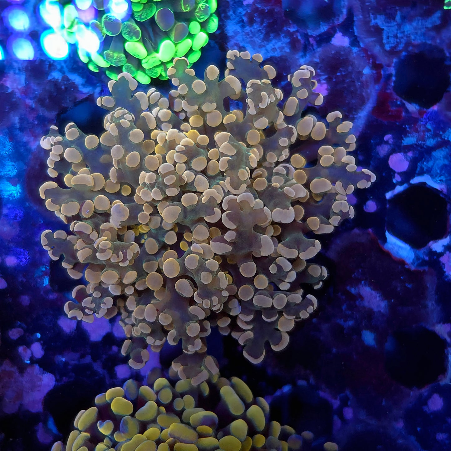 Pink and Green Frogspawn (Video in pics)