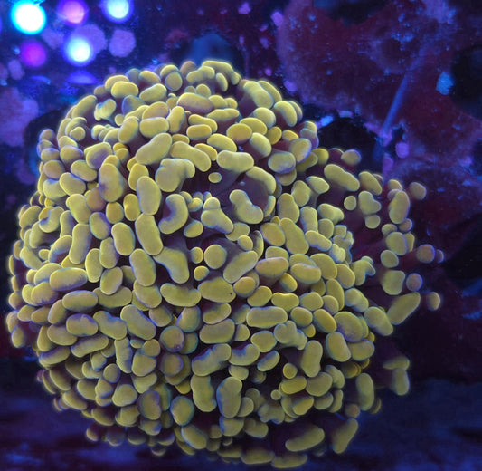 Bright Gold Rainbow Hammer Colony Aquacultured (Video in pics)