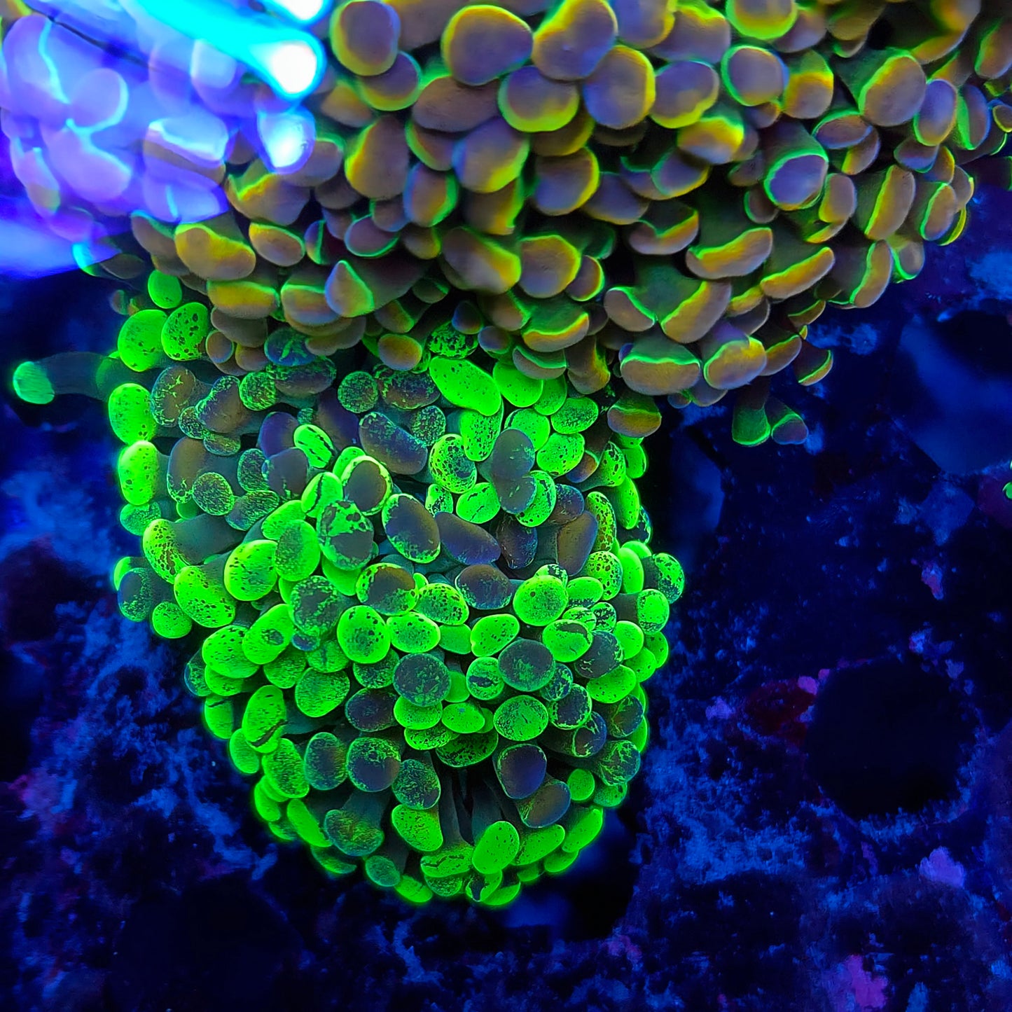 Bright Toxic Splatter Hammer Double (Video in pics)