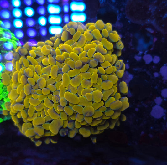 Insane Bright Rainbow HG Hammer Colony Aquacultured (Video in pics)