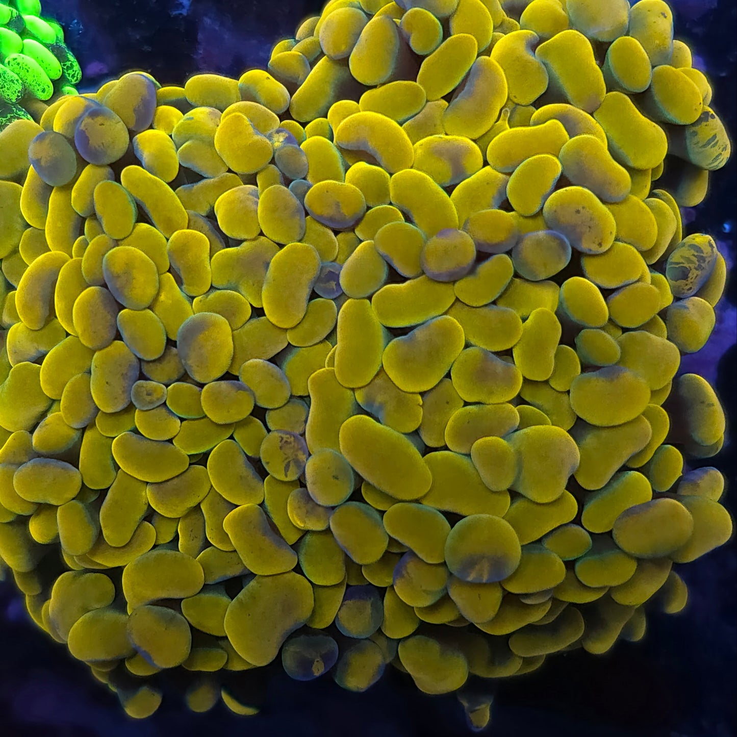 Insane Bright Rainbow HG Hammer Colony Aquacultured (Video in pics)