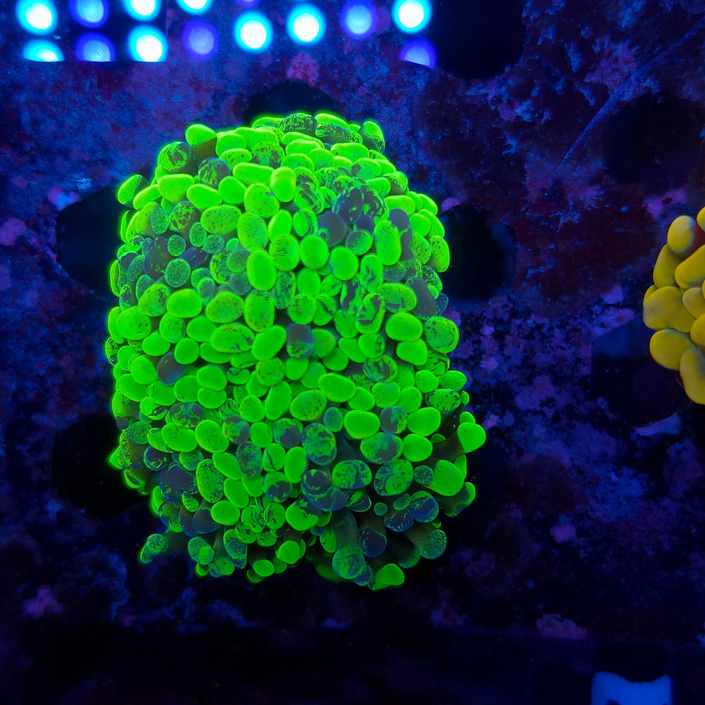 Toxic Splatter Hammer Mini Colony