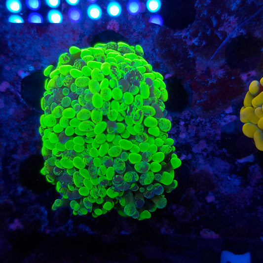 Toxic Splatter Hammer Mini Colony