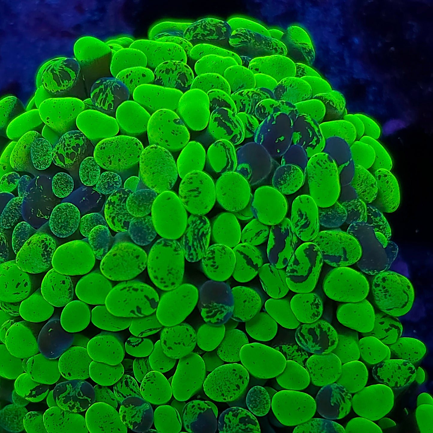 Toxic Splatter Hammer Mini Colony