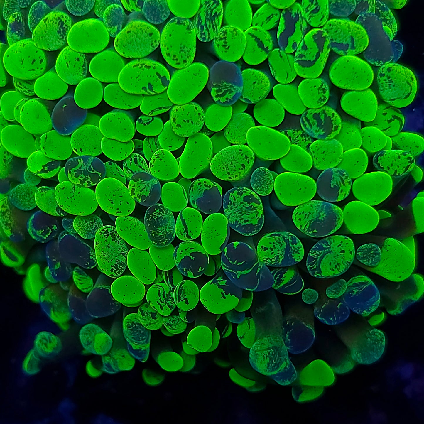 Toxic Splatter Hammer Mini Colony