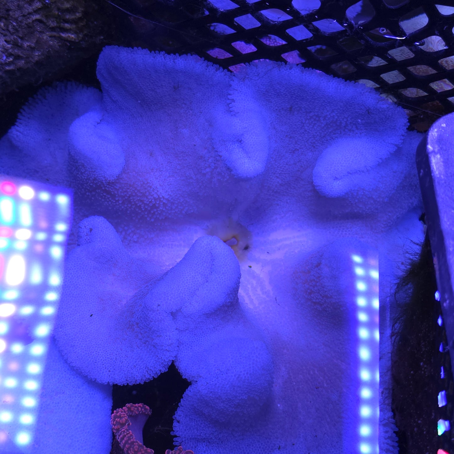 XXL Baby Blue Haddoni Carpet Anemone