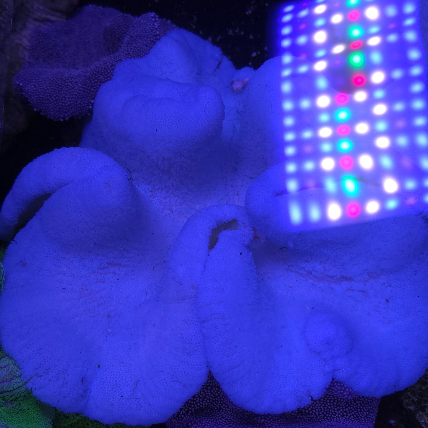 XXL Baby Blue Haddoni Carpet Anemone