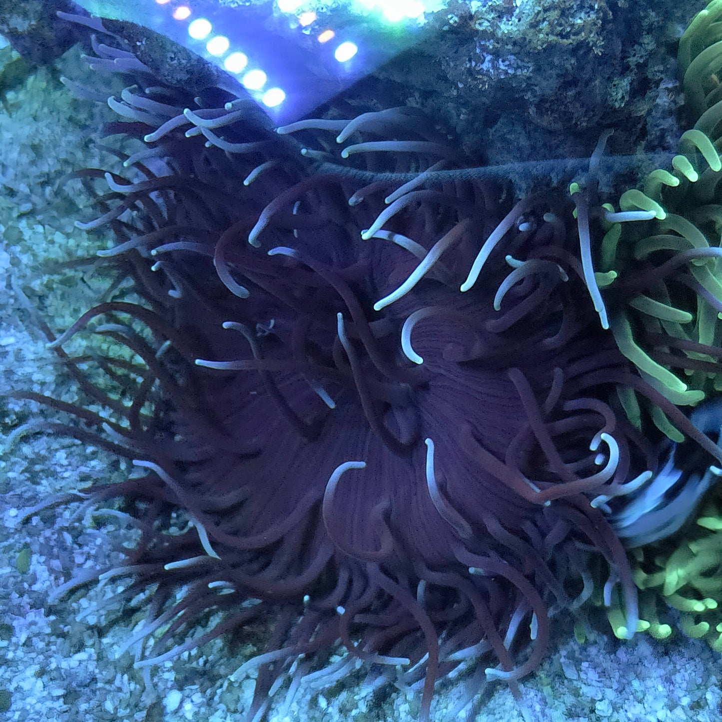 Crazy White Tip Skeletor Long Tenticle Anemone