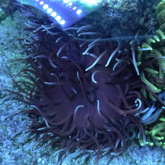 Crazy White Tip Skeletor Long Tenticle Anemone