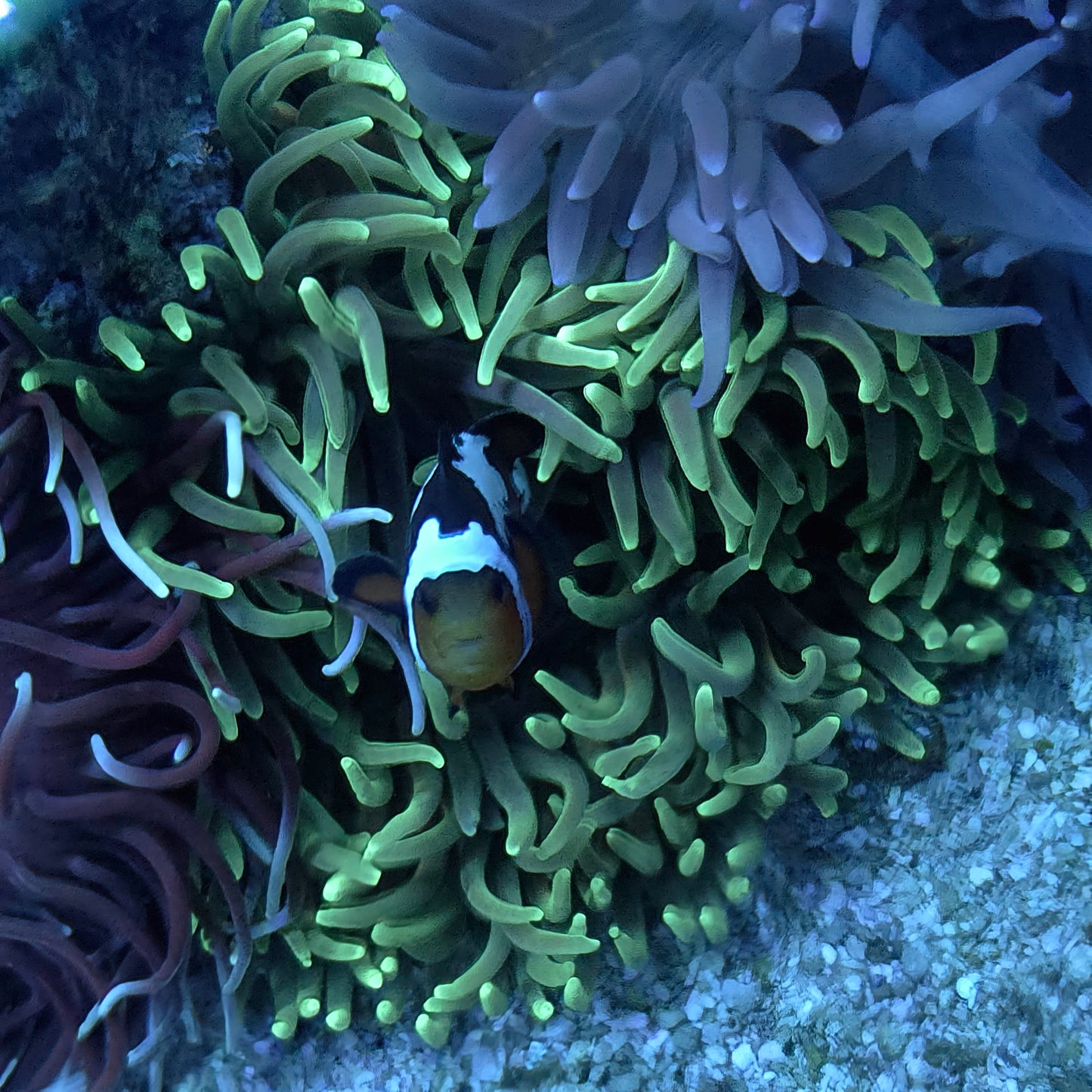 Large Neon Green Long Tentacle Anemone