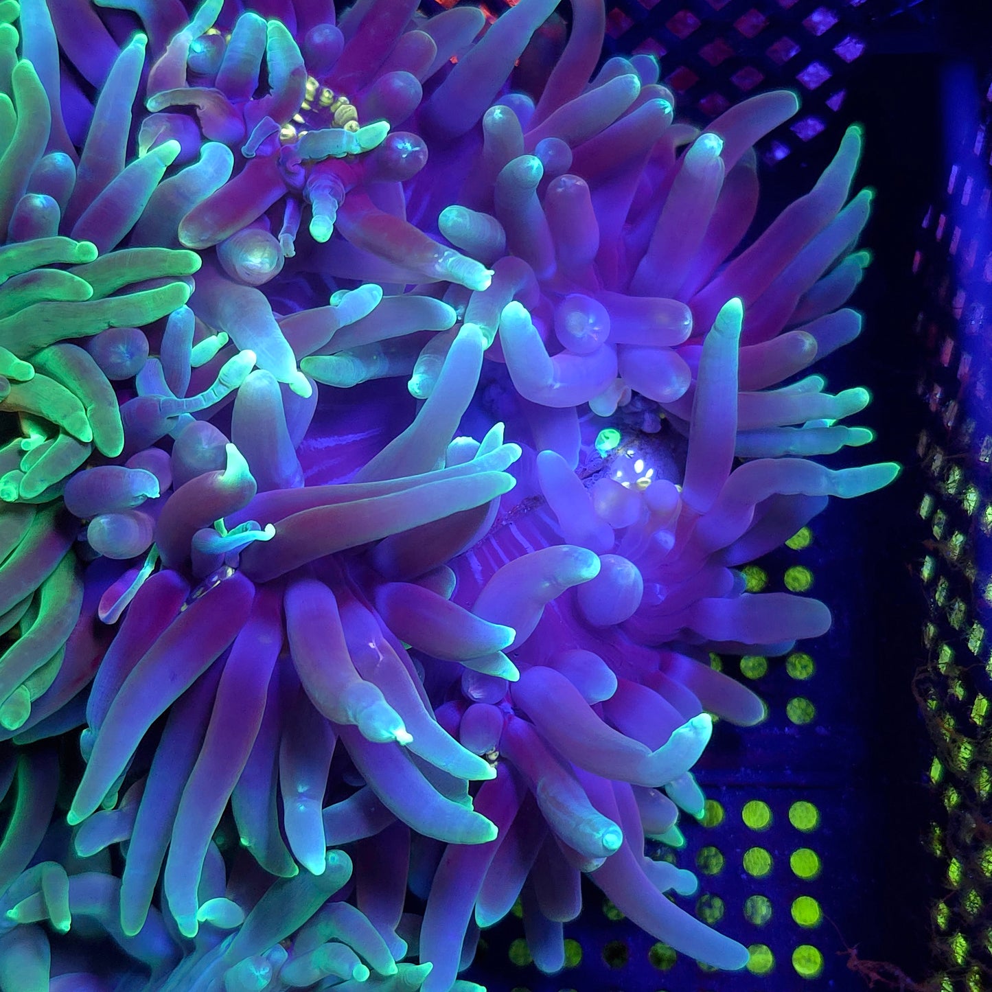 Large Reaper Long Tentacle Anemone