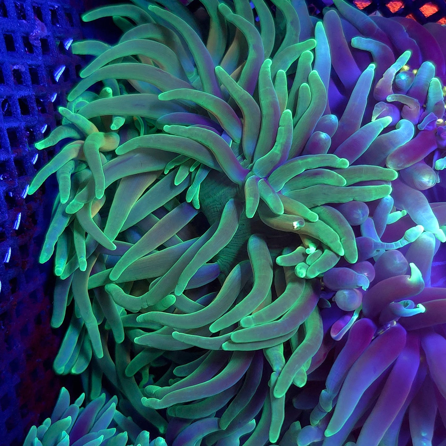 Large Ultra Long Tenticle Anemone