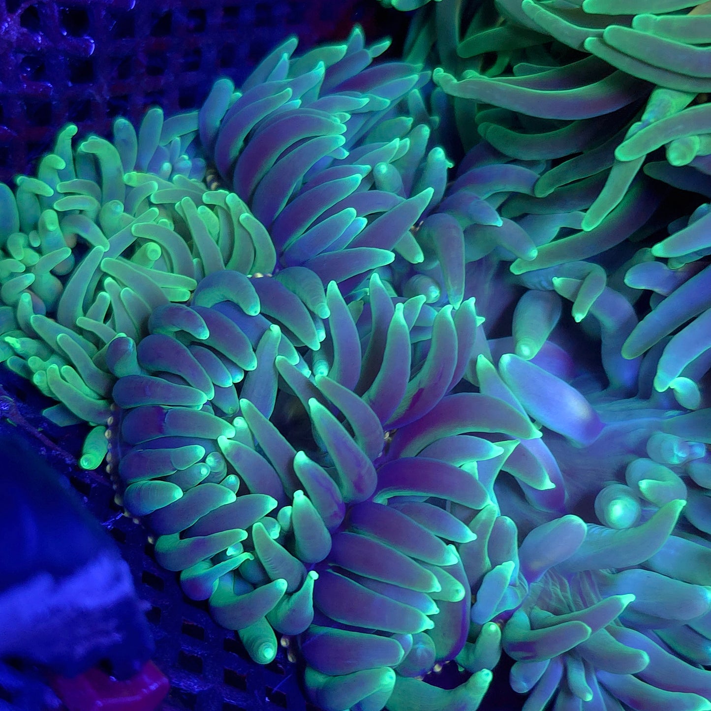 Reaper Long Tenticle Anemone