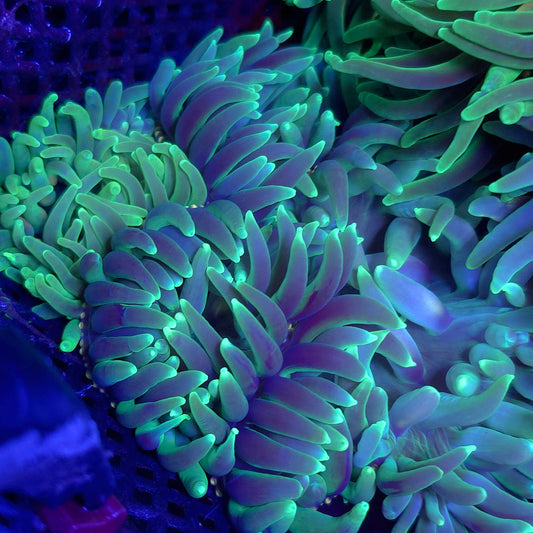Reaper Long Tenticle Anemone