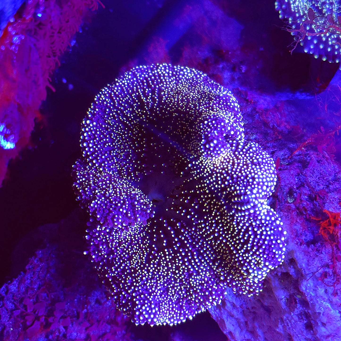 Gold Mertensi Carpet Anemone