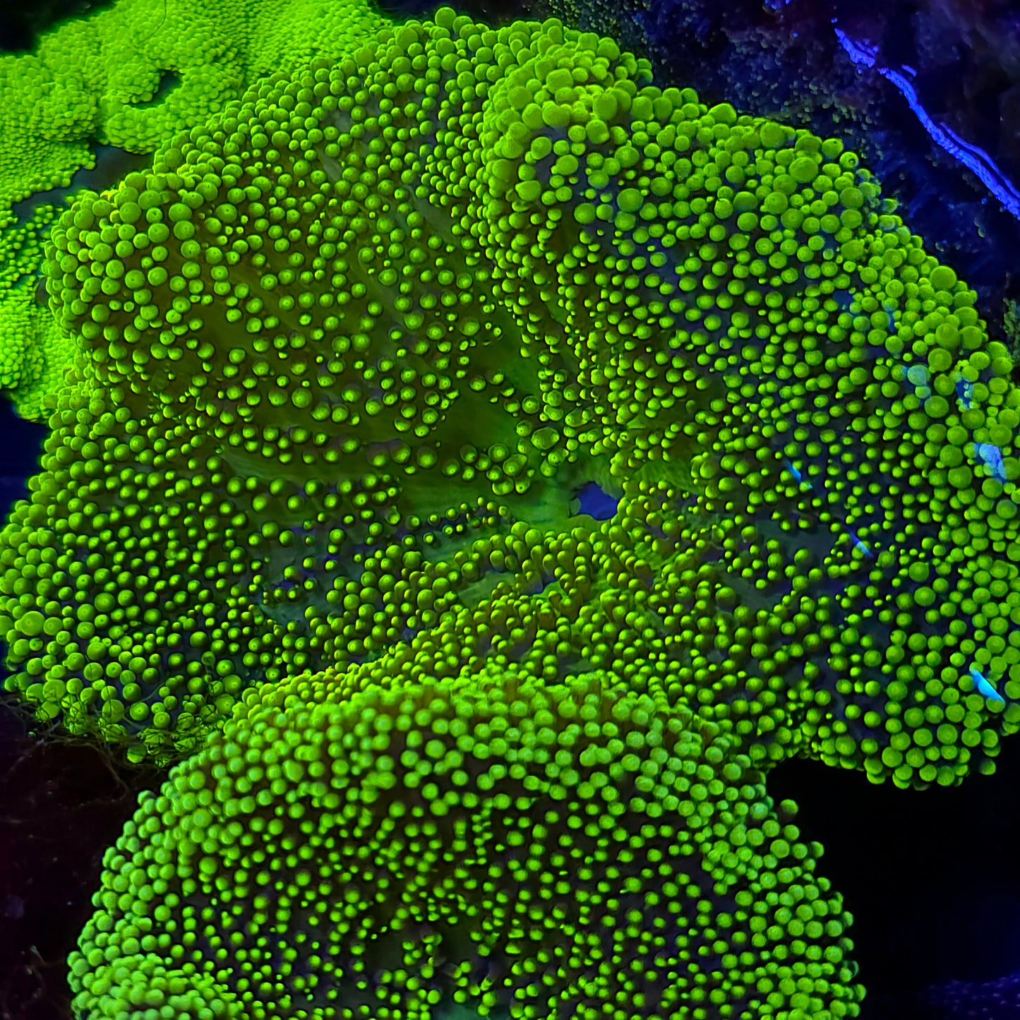 Neon Green Haddoni Carpet Anemone Small