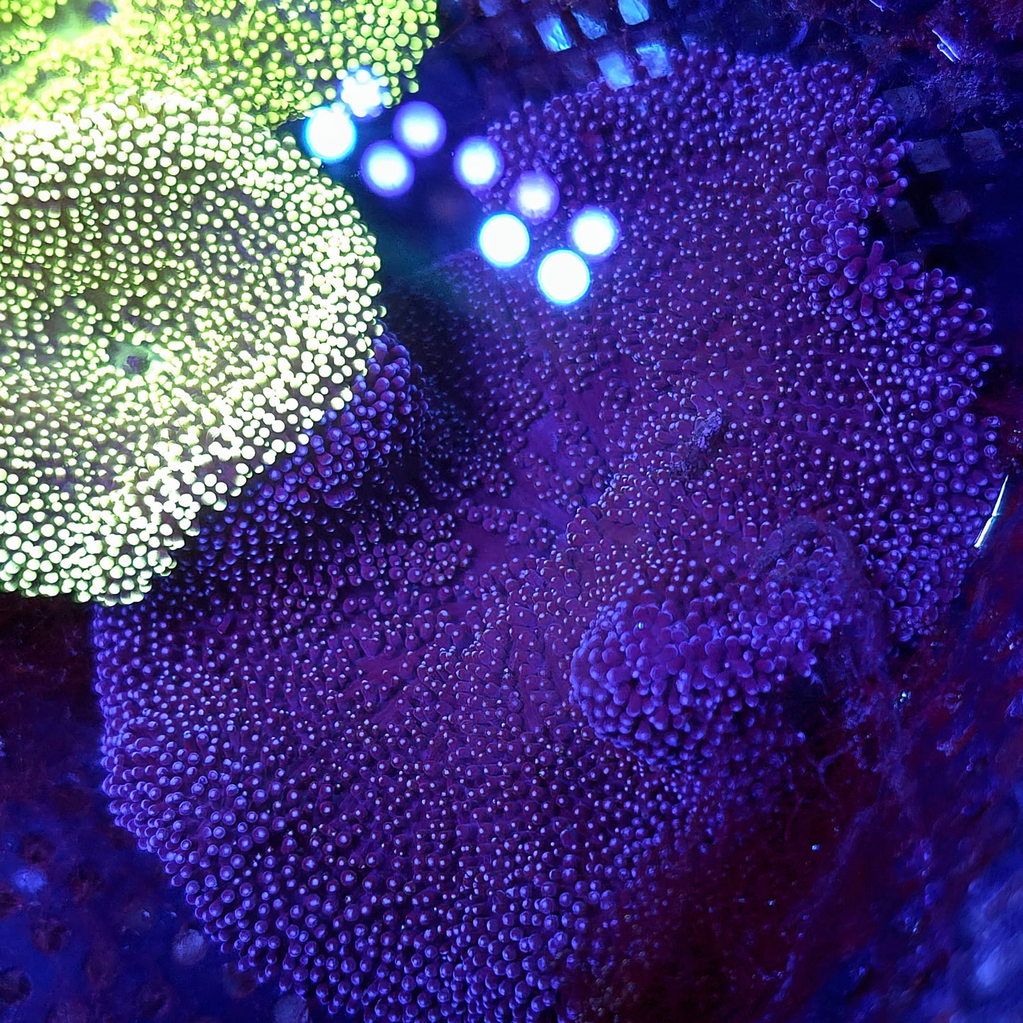 Blue Purple Haddoni Carpet Anemone