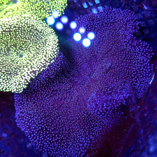 Blue Purple Haddoni Carpet Anemone