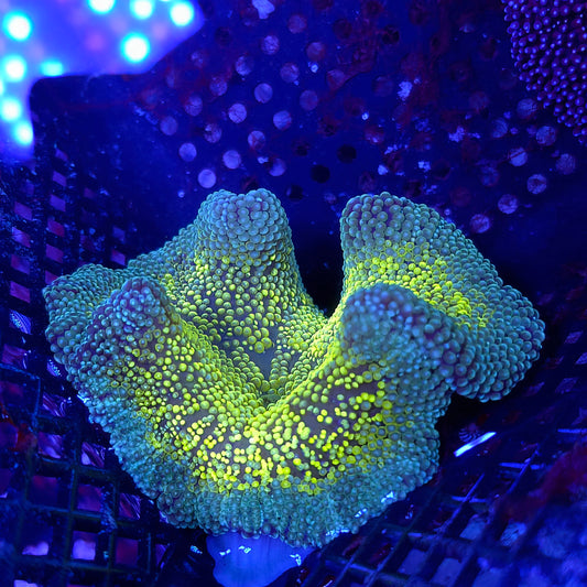 Very Cool BIcolor HAddoni Carpet Anemone Small