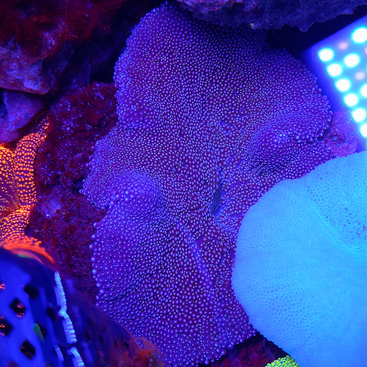 Blue Purple Haddoni Carpet Anemone Medium