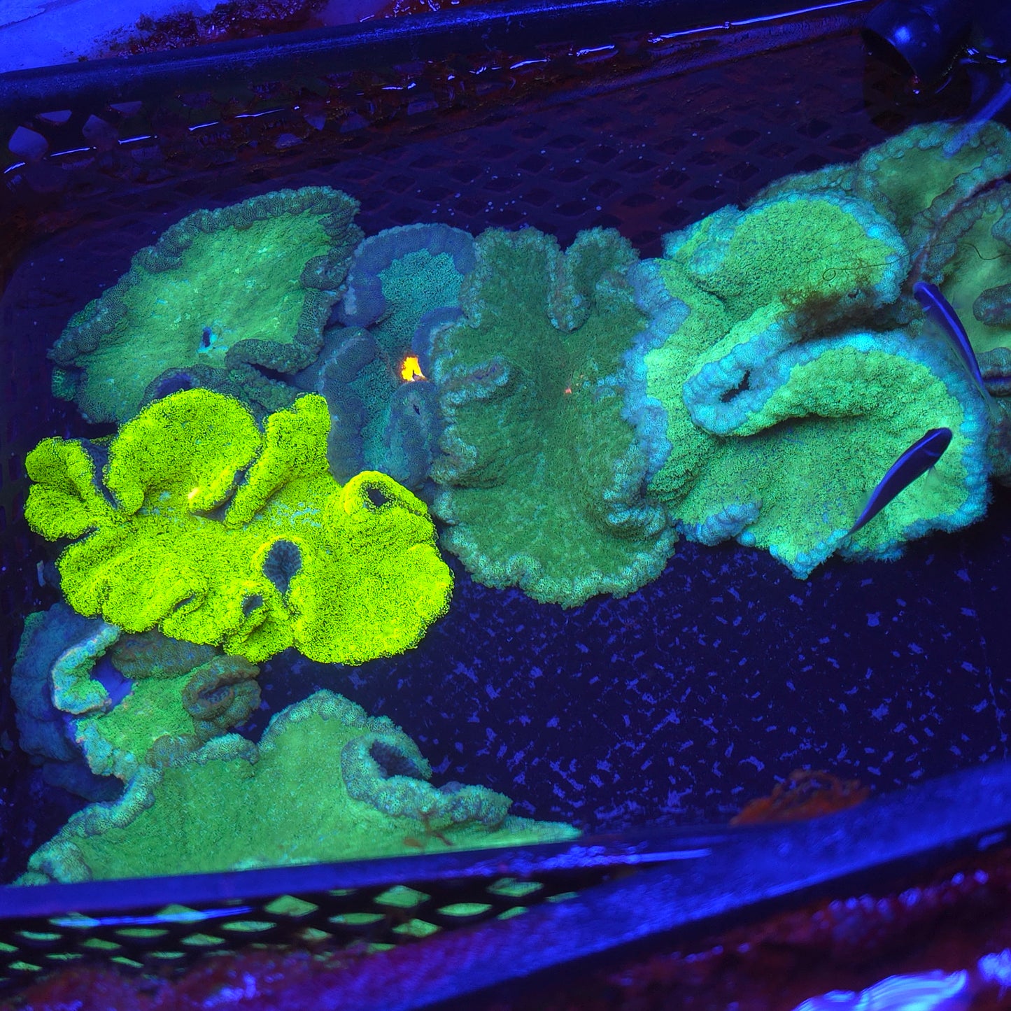 Assorted Pizza Carpet Anemone