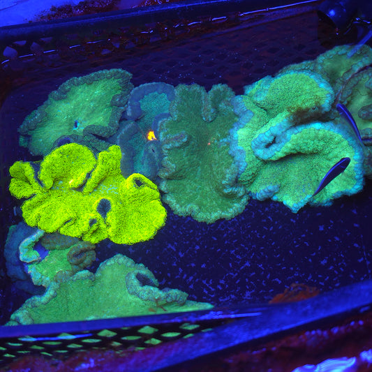 Assorted Pizza Carpet Anemone