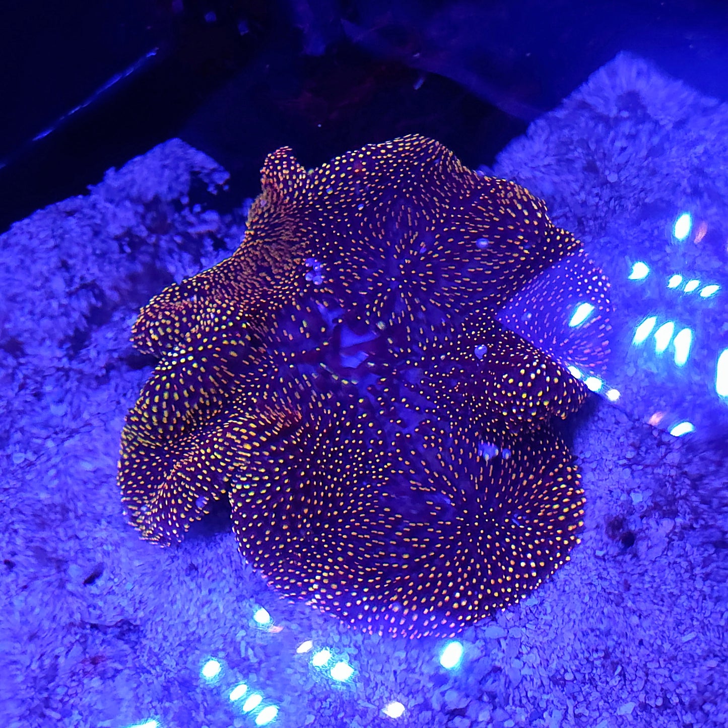 Gold Mertensi Carpet Anemone Medium