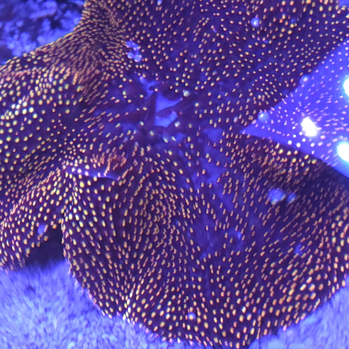 Gold Mertensi Carpet Anemone Medium