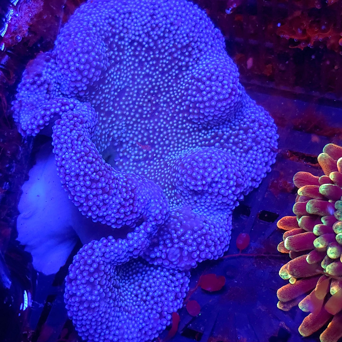 Purple Blue Haddoni Carpet Anemone Small Medium