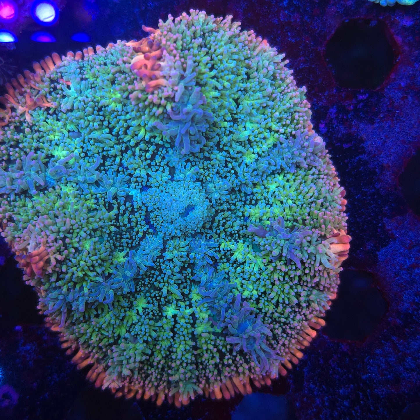 Nice Rainbow Frank Mushroom (Video in pics)