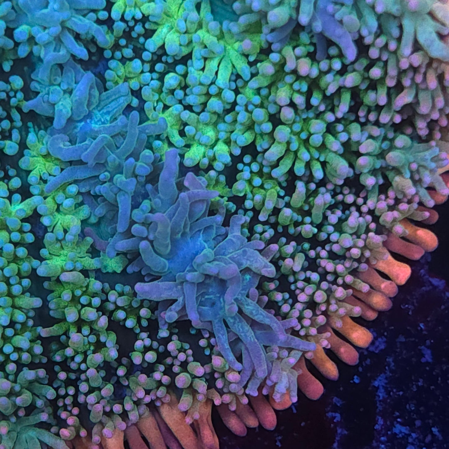 Nice Rainbow Frank Mushroom (Video in pics)
