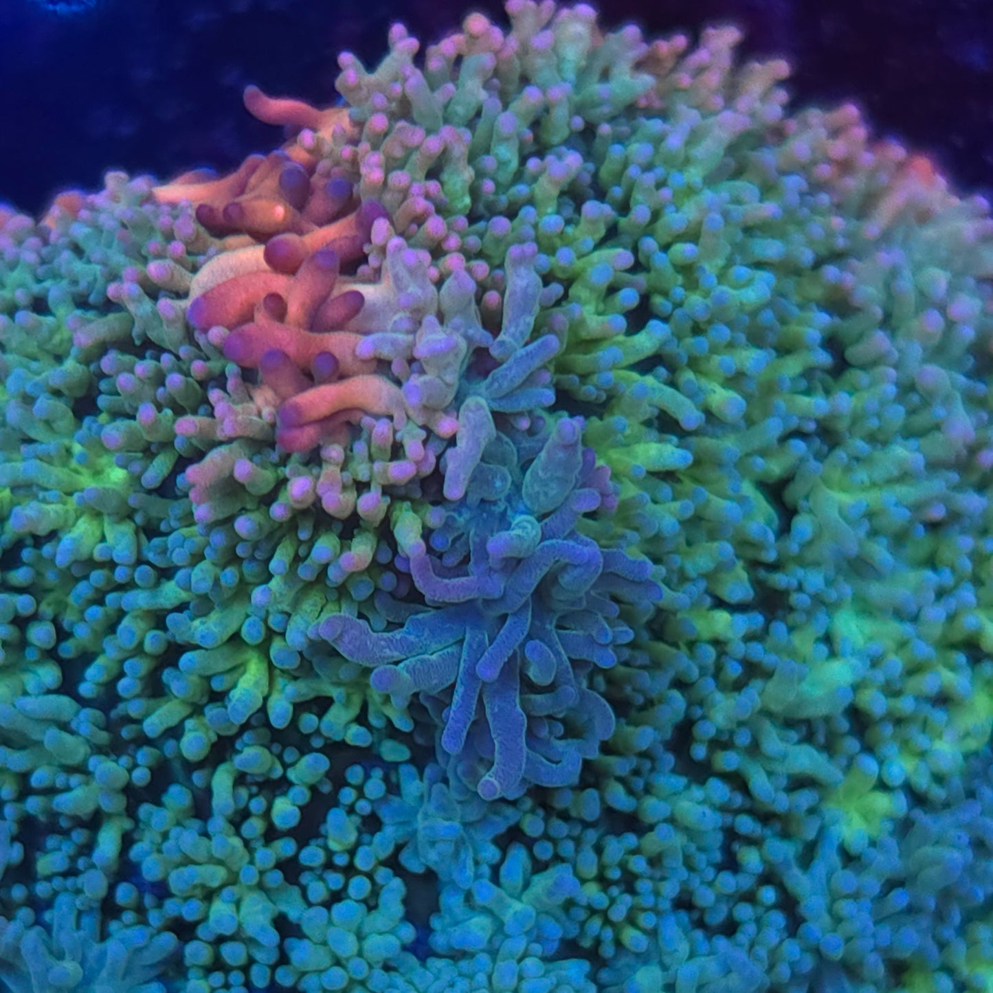 Nice Rainbow Frank Mushroom (Video in pics)