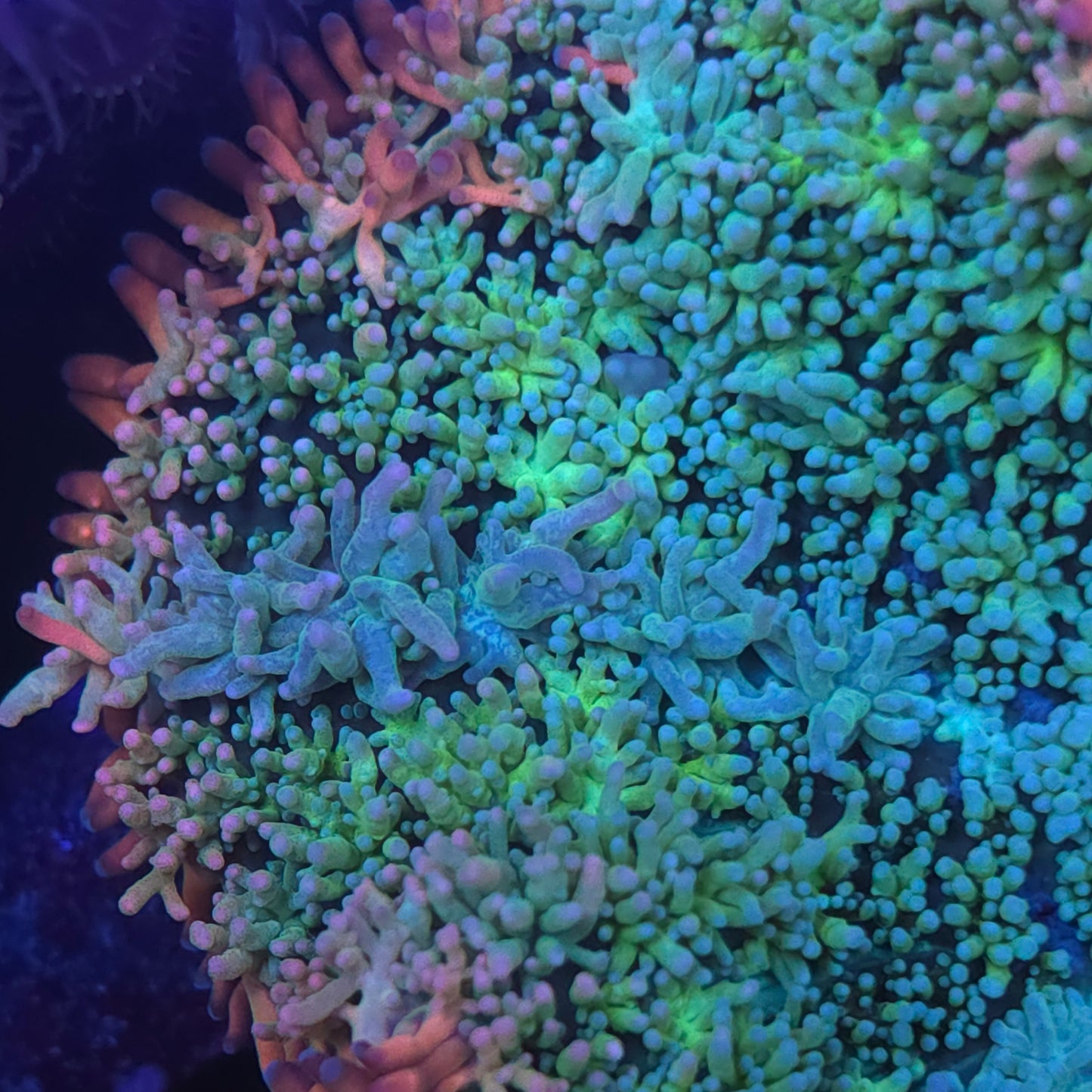 Nice Rainbow Frank Mushroom (Video in pics)