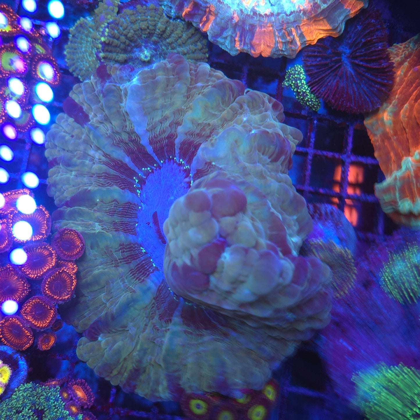 Indophyllia (Video in pics)