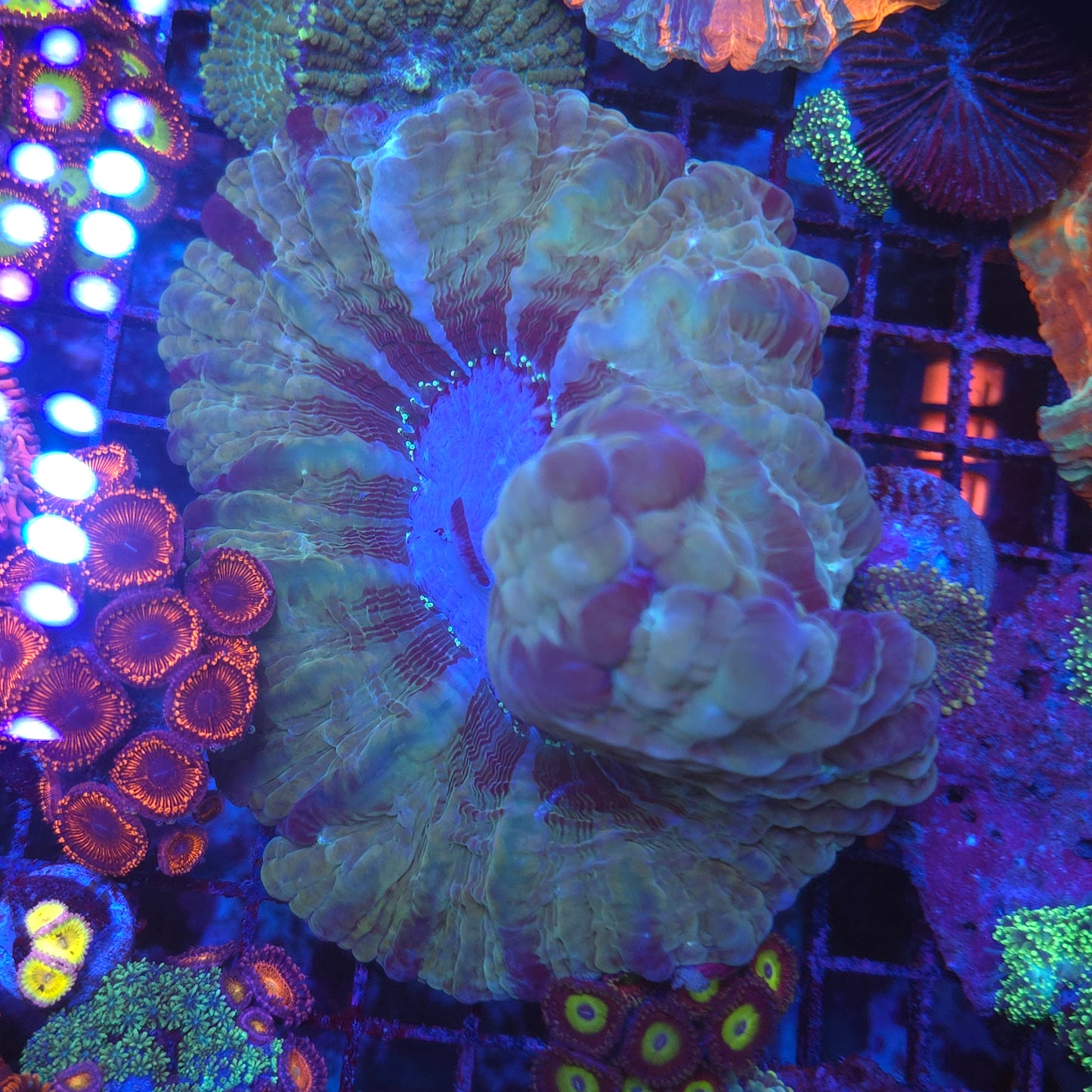 Indophyllia (Video in pics)