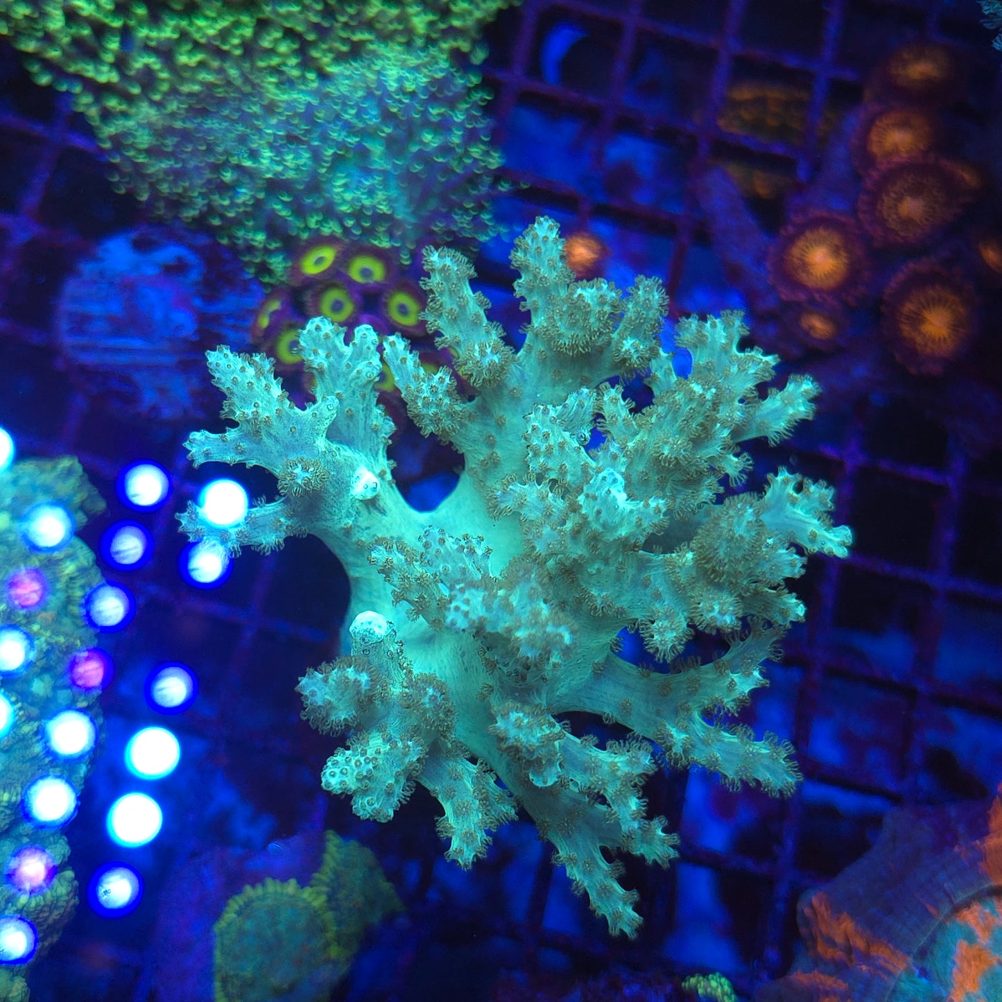 XL Neon Green Sinularia (Video in pics)