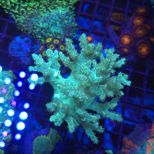 XL Neon Green Sinularia (Video in pics)