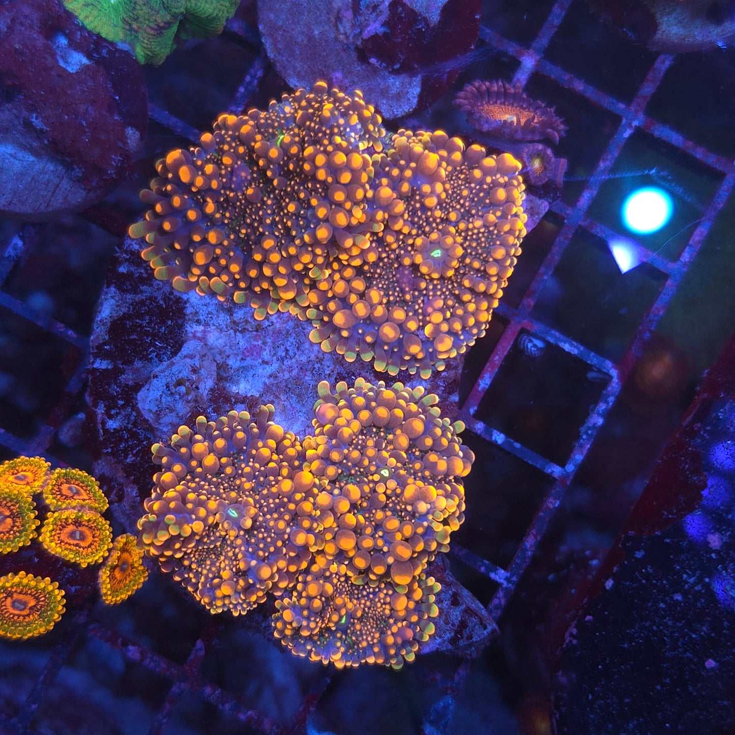 King Kong Yuma Colony (Video in pics)