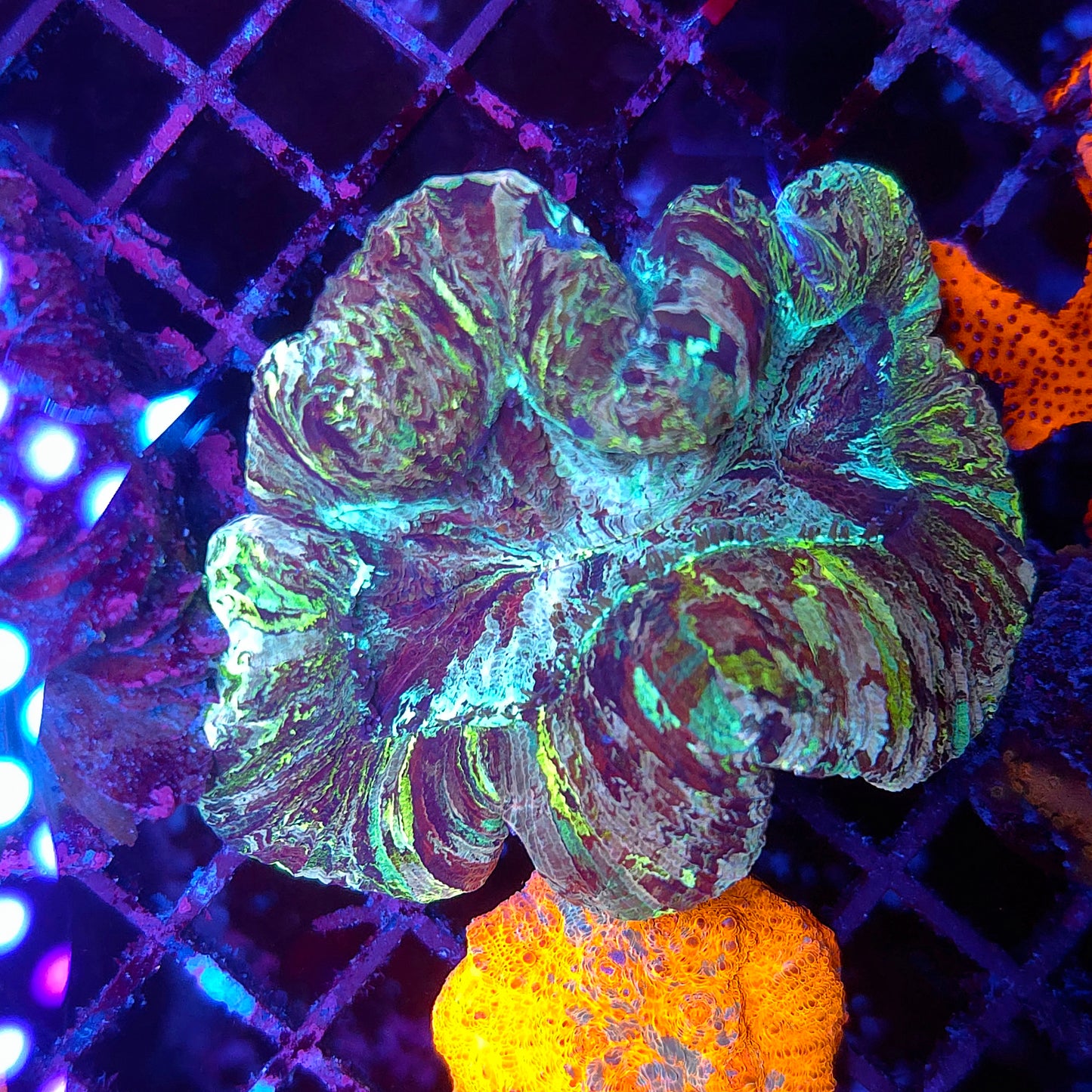 Rainbow Trachy (Video in pics)