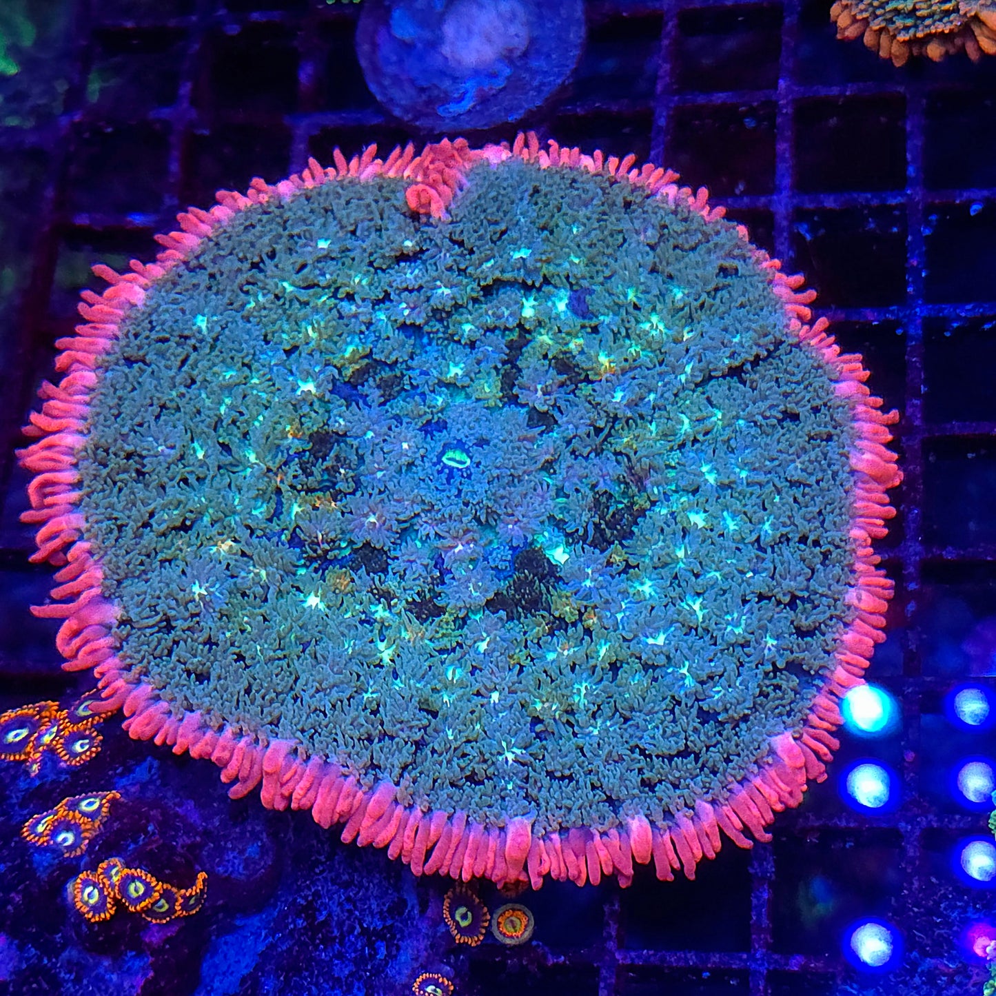 Palm Size Frank Mushroom (Video in pics)