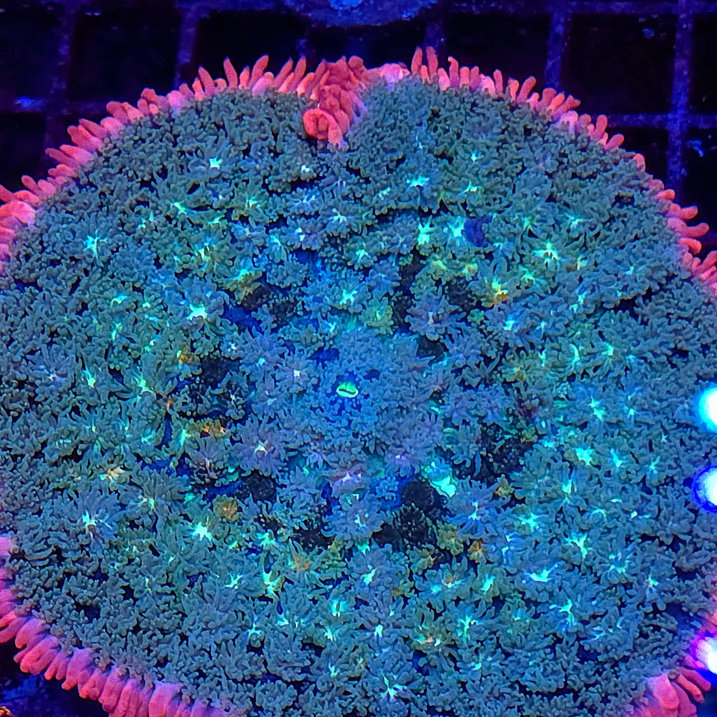 Palm Size Frank Mushroom (Video in pics)