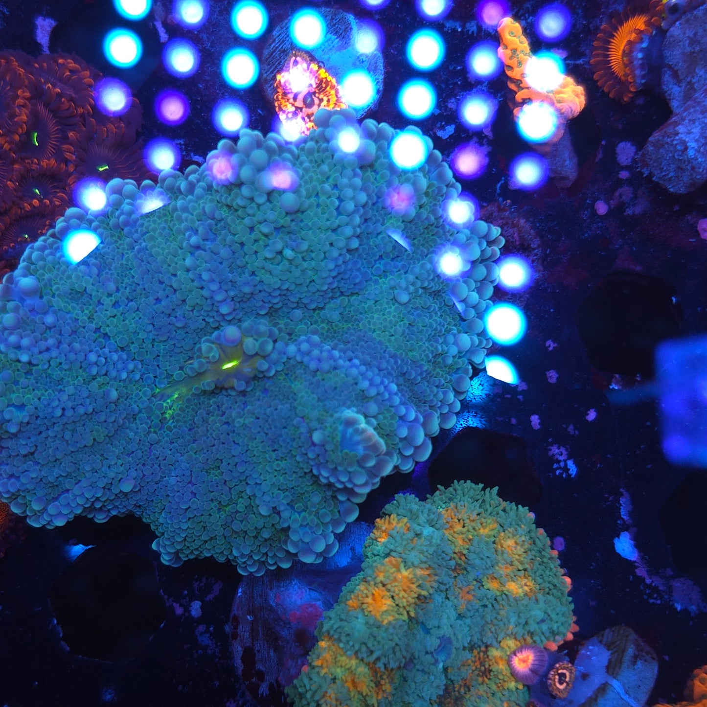 XL Biocolor Yuma (Video in pics)