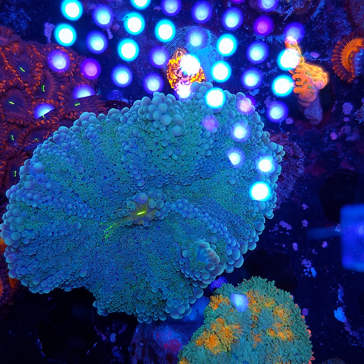 XL Biocolor Yuma (Video in pics)